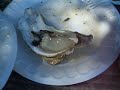 Oyster Uncle