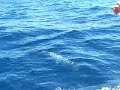 Cabo San Lucas Mexico Marlin Fishing
