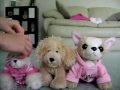 The Chillacy Show: awesome hair styles for poodles