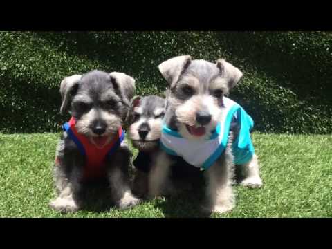 Male Mini Schnauzer Puppies