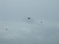 Royal Navy Black Cats