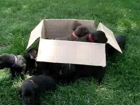 Labrador+retriever+weimaraner+labmaraner