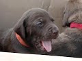 Labmaraner? Weimador! Pupies