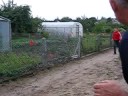 Pekin Basiaków Pekin Basiaków