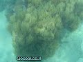 whitsunday islands airlie beach condor - ???????? ??????? whitsunday islands airlie beach condor - ???????? ???????