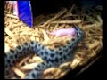 pigmy rattlesnake