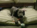 nico eating carrots