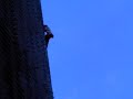 alain robert
