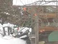 Varied Thrushes eating Persimmons Varied Thrushes eating Persimmons