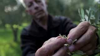 Olio Bello, Cowaramup, Western Australia
