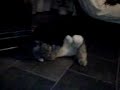 my dog my dog