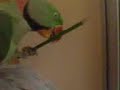 parrot