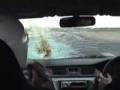 videos de bird hits 180mph car.flv