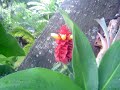 flower minute 10