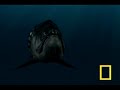 تطور , الحيوانات, الاسماك, الديناصورات, sea, monster, fish, evolutionتطور بعض الحيوانات الى ماهي عليه الان الحياة قبل ملايين السنين تطور بعض الحيوانات sea monster