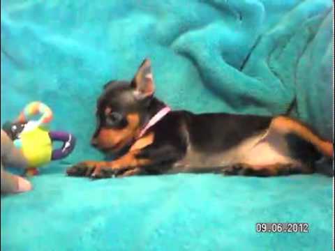 Chloe - AKC