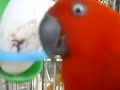 Eclectus parrots