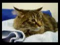OFR Keystone Maine Coon/ Norweigan Forest Cat