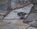 (Chaffinch) Fringilla coelebs (Chaffinch) Fringilla coelebs