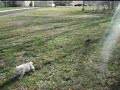 Puupy Chase