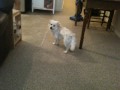 Truman & His Red Jingle Ball