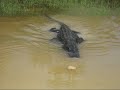 Everglades Alligator interested on pancake