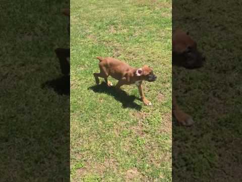 Bentley having fun!