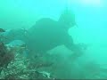 compte rendu chasse sous marine saint malo