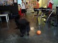 6 Sept 2008 Let's Dog Cafe
