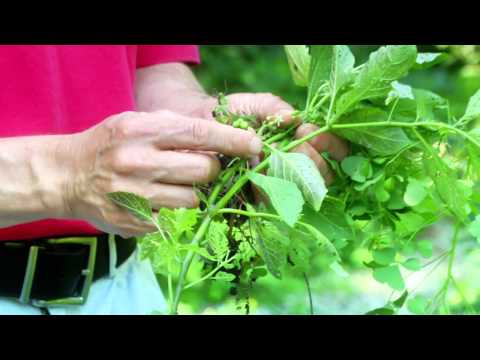 how to eliminate oxalis from garden