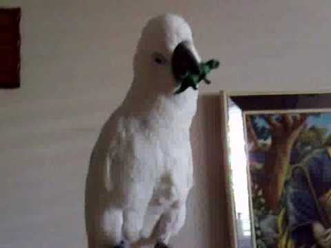 how to care for a umbrella cockatoo