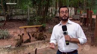 Marília: quantidade de quatis em bosque municipal preocupa autoridades