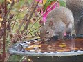 Squirrel Bird Bath Squirrel Bird Bath