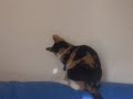 droles-de-chats.html