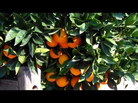 how to fertilize an orange tree