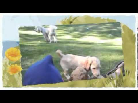 Moyen Standard Poodles
