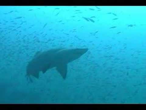 North Carolina Wreck Diving