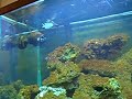 Zoomy the blue-green Chromis