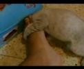 קליפ על חתול cat clip