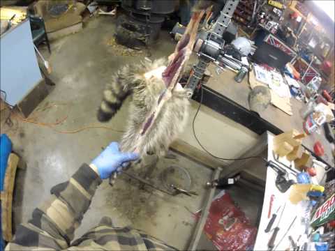 how to skin a raccoon