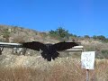 raven beach block