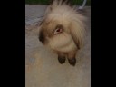 The Bunny Dance & Life (Moshi moshi e Pom pom) The Bunny Dance & Life (Moshi moshi e Pom pom)