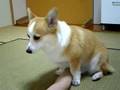 お腹触って☆ (080601_183750.3gp)