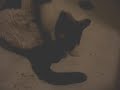 Fiver Has Kittens! (Part One) Fiver Has Kittens! (Part One)