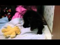 Easter and Yellow Bear