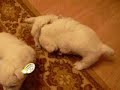 30 days old westie puppies