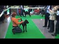 Киев Acana 2011 (часть 2)