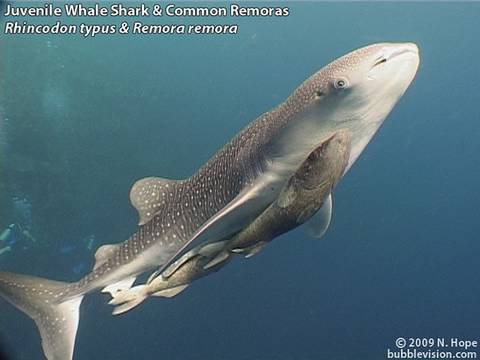 bubblevision - Scuba diving at Bunaken Island near Manado in Indonesia. This is the best of the footage from my 2006 trip, including a baby whale shark at Lekuan. This whal...