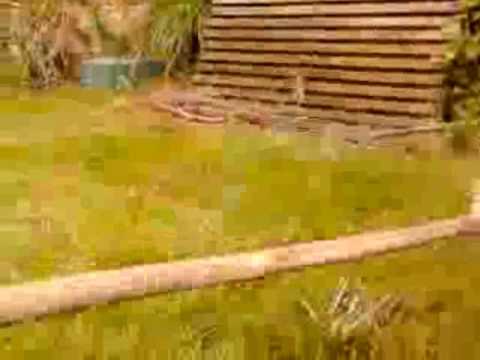 Barbie does a Maradona