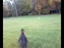 apollo j (great dane) at caledonia state park off lead chasing his ball.
